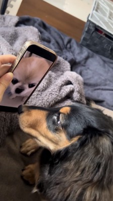 スマホに映るチワワを見つめて接近するダックス