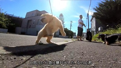 急に暴れ出しました！