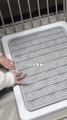 犬のトイレをセッティングする飼い主さん