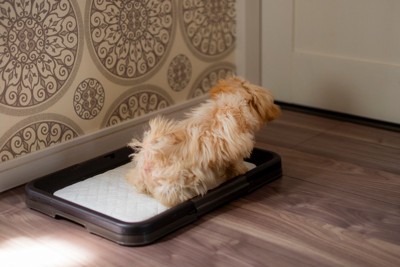 トイレトレー、犬の後ろ姿