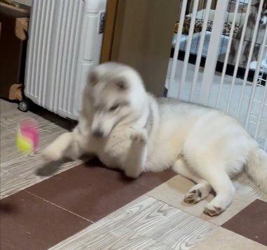 シュバッ