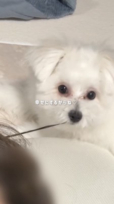 飼い主さんの髪の毛を噛んで引っ張る犬