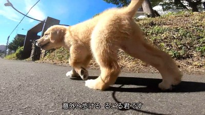 軽やかな足取りでトコトコ♪