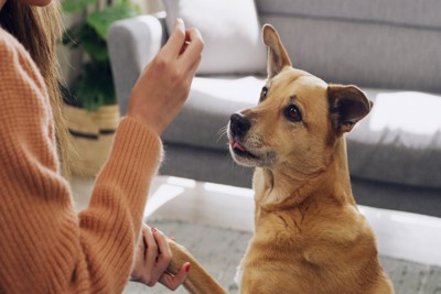 おやつを見る犬