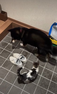 野良子猫家の中に侵入！！