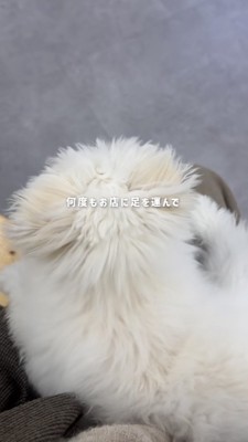 白い犬の後頭部