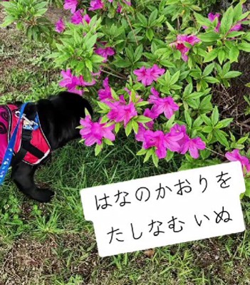 花の香りを楽しむ