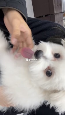 カメラ目線でベロを出す白い犬