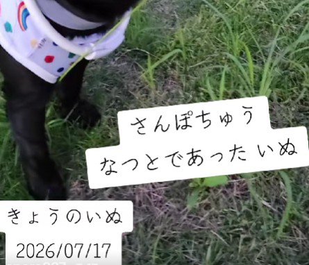 わんこと散歩していたら…