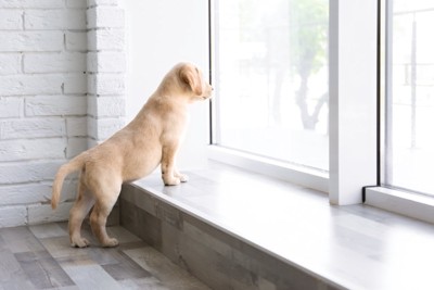 窓の外を眺める子犬