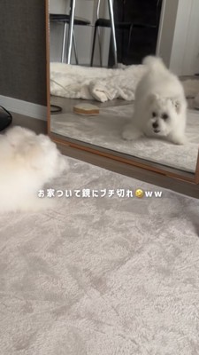 鏡に映る自分に吠える子犬