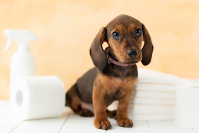 スプレー、ペーパー、子犬、トイレシート