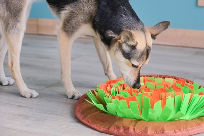 探す犬