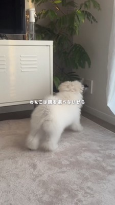 観葉植物を嗅ぐ白い犬