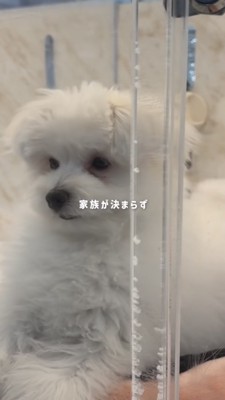 ケージの中にいる白い犬