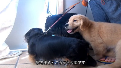 お散歩に出発！