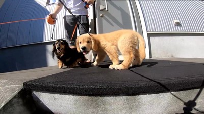 階段の前で尻込み