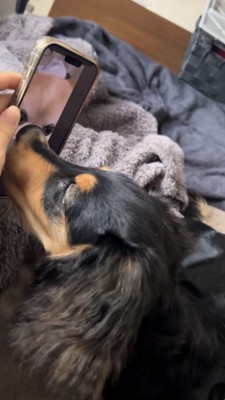 スマホに映るチワワにキスするダックス