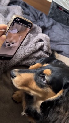 スマホに映るチワワを見るダックス