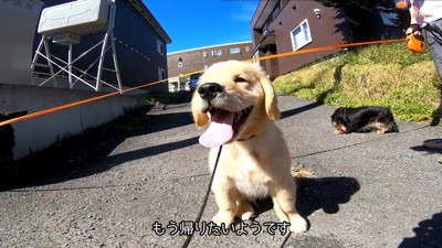 座り込んで「帰りたい」とアピール