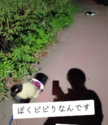 猫に驚いて逃げ腰に