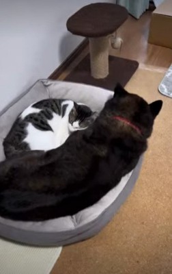 一緒のベッドで寝るように！