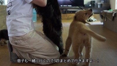 リードを噛んで遊ぶるこる君