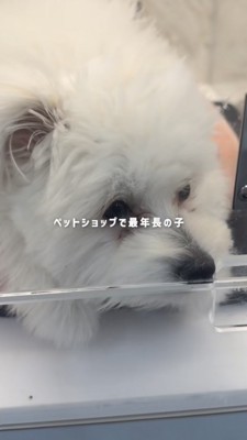 ケージの中で顎を床に置いている犬