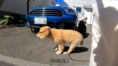 地面に下ろしてあげたら…