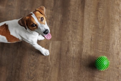 ボールと犬