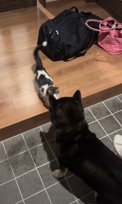 微笑ましい追いかけっこ