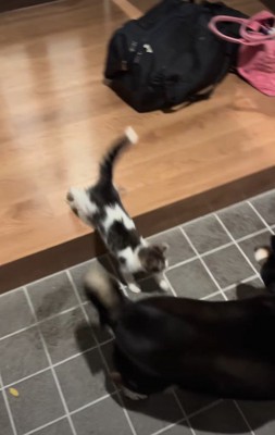 子猫が積極的に近づいた