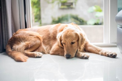 窓辺で休む犬