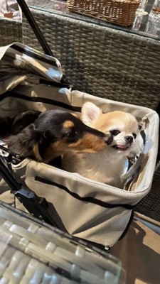 グイグイくるダックスをよけるチワワ