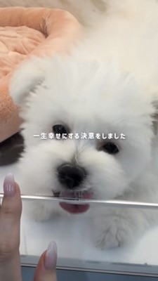 ケージの窓越しに投稿主さんを見る犬