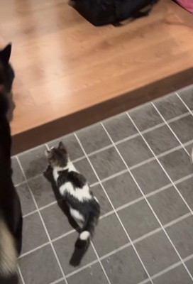 黒豆ちゃんと鉢合わせると…