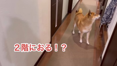 必死に探しています