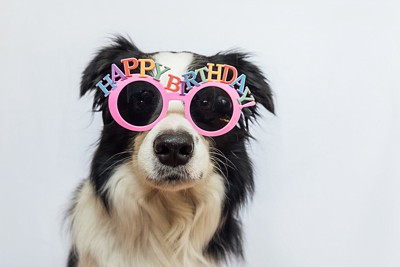 birthdayサングラスをかけたボーダーコリー