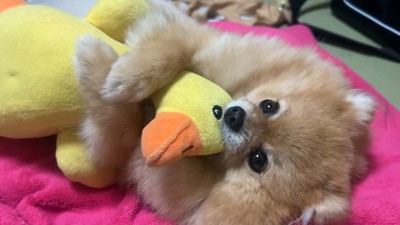 お茶目な姿で、みんなを笑顔に！