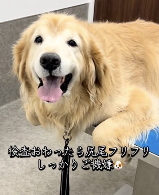 表情豊かなりくさんです