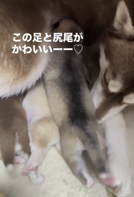重なり合って過ごす子犬たち