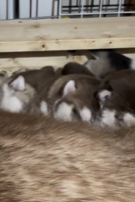 母犬に寄り添う子犬たち