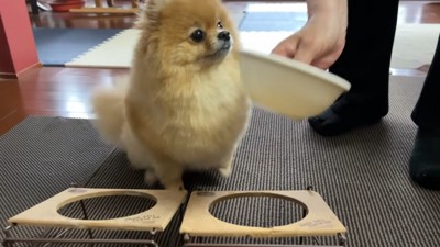 おばあちゃんがごはんを用意