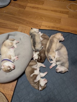 床に転がって寝る子犬たち