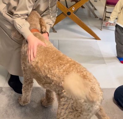 しっぽを振っておばあちゃんに近づく犬