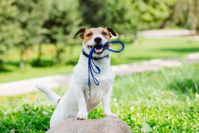 リードを咥えている犬