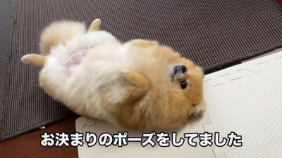 リラックスしてゴロ～ン♪