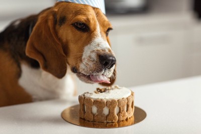 犬用ケーキを食べるビーグル