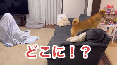 「どこ？全然見つからないよ～！」