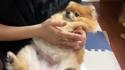 お姉さんが肉球のケア中